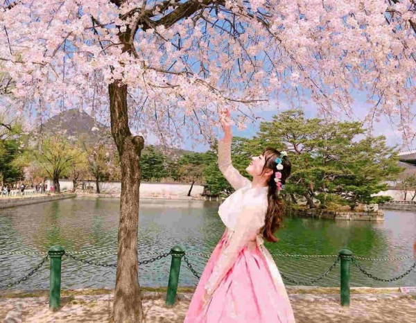 Đi Hàn Quốc mùa hoa anh đào có quá đông để chụp ảnh không?  khung giờ và điểm ngắm vắng