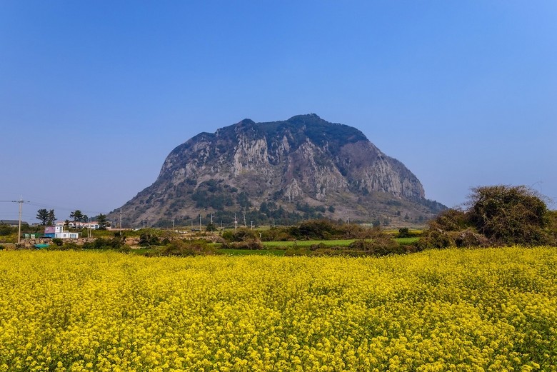 Cánh đồng hoa cải vàng nở rộ dưới chân núi Sanbangsan đảo Jeju