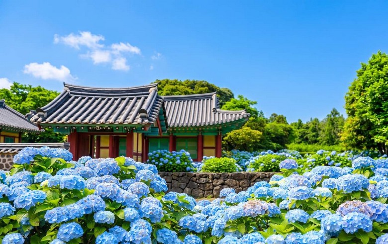 Cánh đồng hoa cẩm tú cầu nhiều màu sắc tại đảo Jeju mùa hè