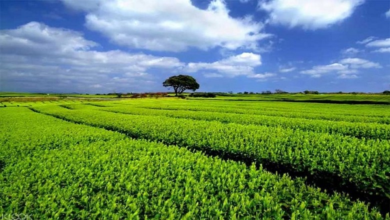 Cánh đồng trà xanh tại bảo tàng O'sulloc trên đảo Jeju