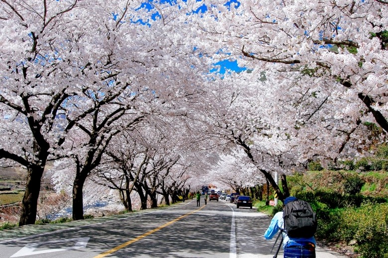 Con đường Yunjungno tại Yeouido phủ kín hoa anh đào hồng trắng