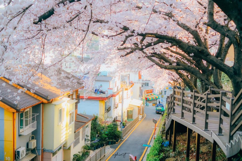 Hàng cây hoa anh đào nở rộ ven đường ở Seoul vào mùa cao điểm