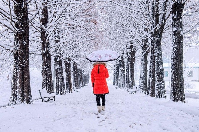 Hàng cây metasequoia phủ tuyết trắng trên đảo Nami mùa đông