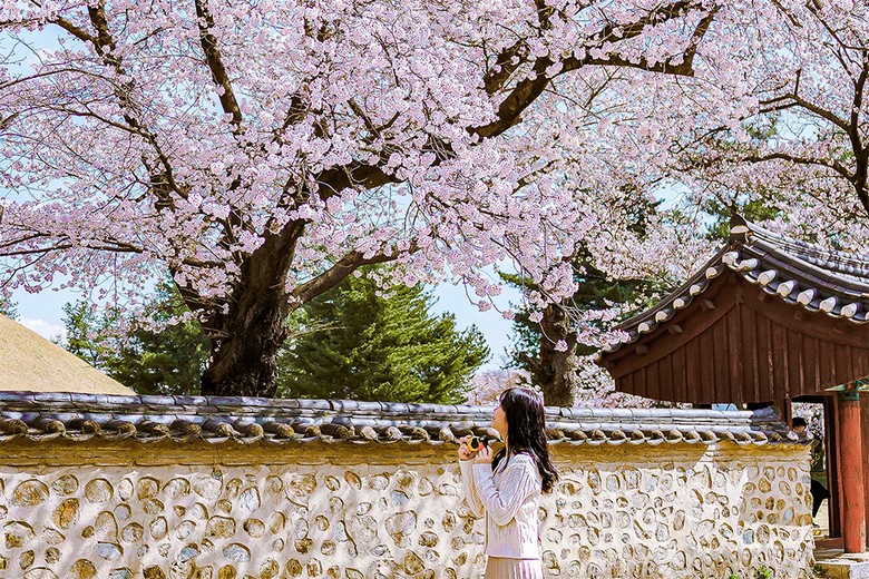  Hoa anh đào nở bên di tích cổ ở Gyeongju