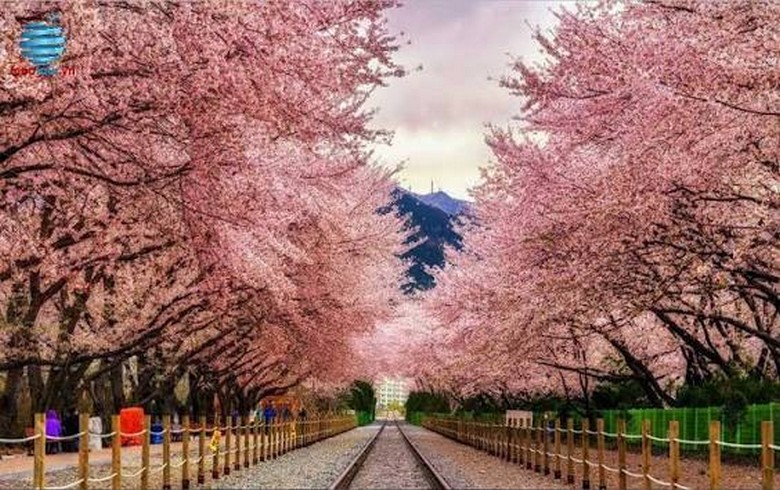 Hoa anh đào nở rộ rực hồng ở công viên Yeouido, Seoul