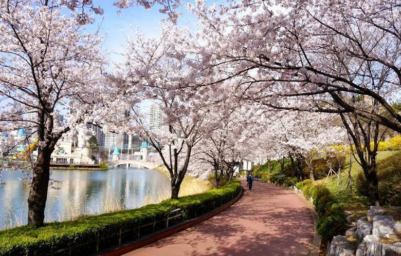 Hoa anh đào nở rộ ven sông Hàn ở Seoul vào mùa xuân