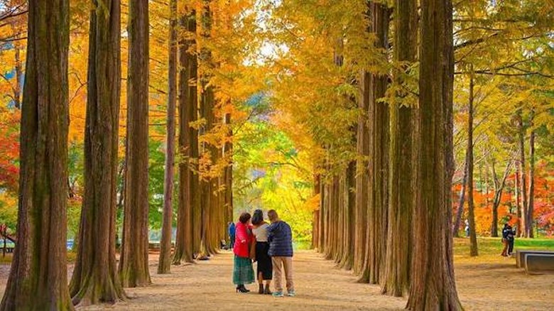  Khách Việt chụp ảnh trên đảo Nami với hàng cây lá vàng