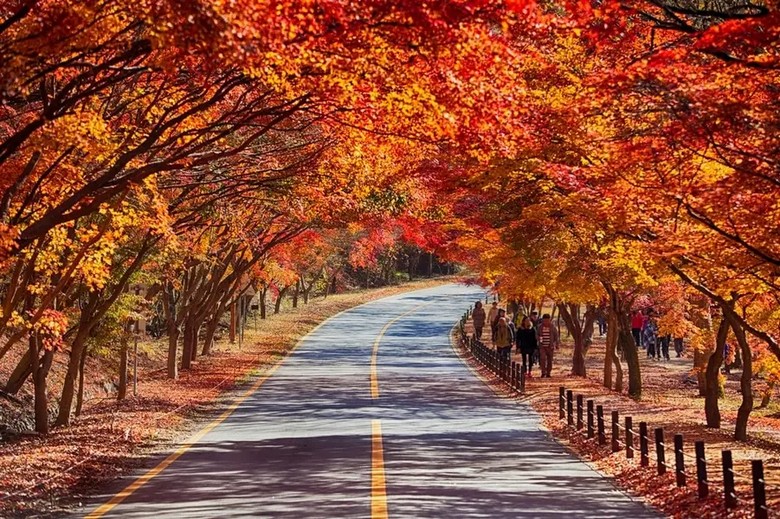Lá phong đỏ phủ kín lối đi và đền ở núi Naejangsan