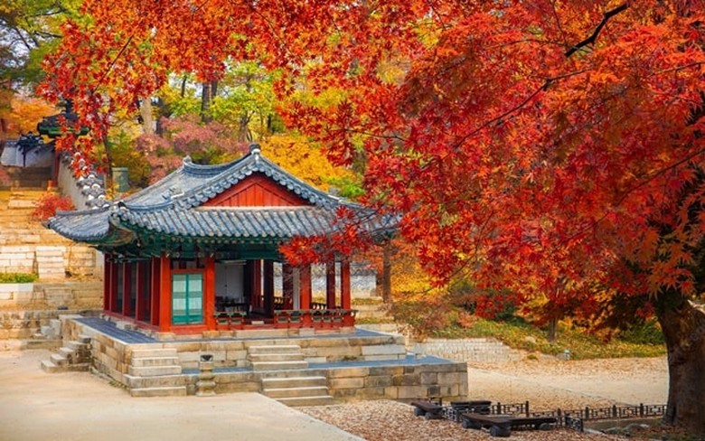 Lá phong đỏ rực tại một ngôi chùa cổ ở Hàn Quốc vào mùa thu