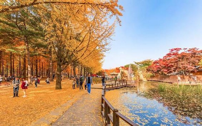 Lá phong đỏ và lá ngân hạnh vàng rực trên đảo Nami vào mùa thu