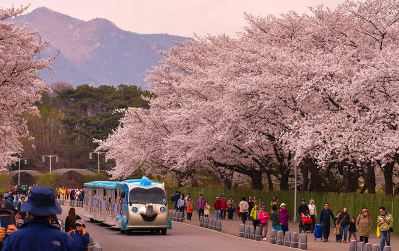 Lễ hội hoa anh đào rực rỡ với hàng nghìn du khách tham quan tại Hàn Quốc