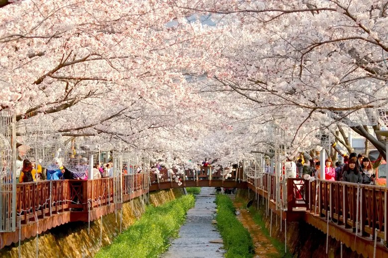 Lễ hội hoa anh đào trên đảo Yeouido ven sông Hàn ở Seoul