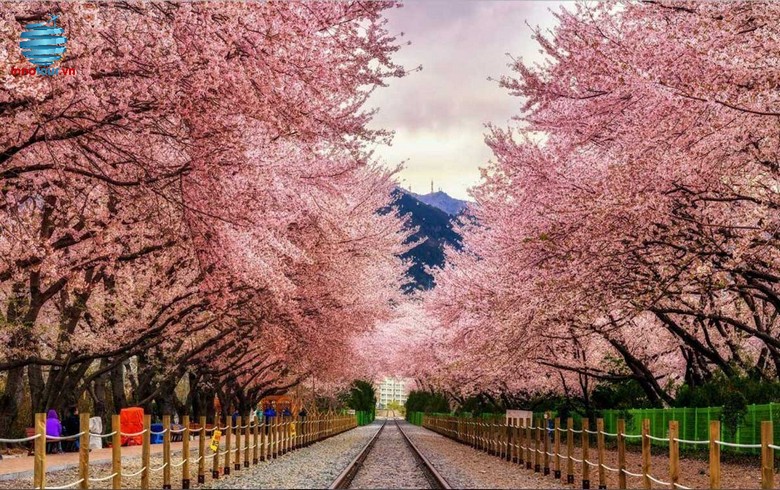 Hoa anh đào nở rực hai bên đường ở công viên Yeouido, Seoul