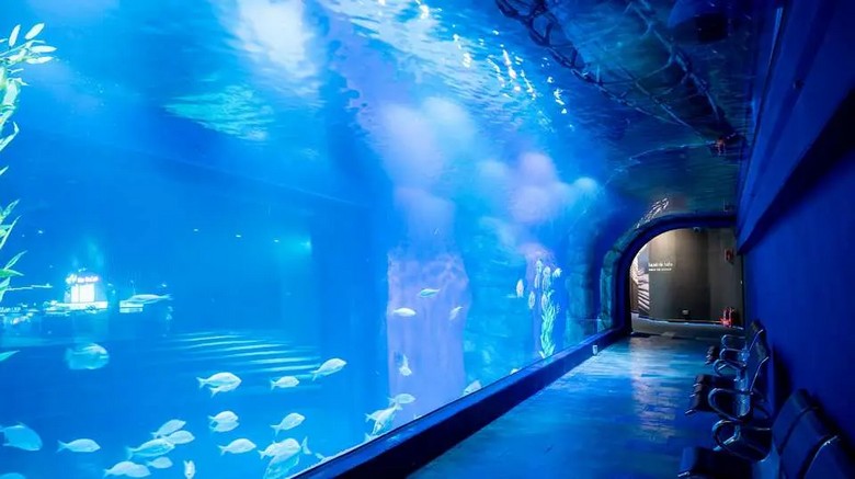 Đường hầm kính dưới nước tại thủy cung Lotte World Aquarium
