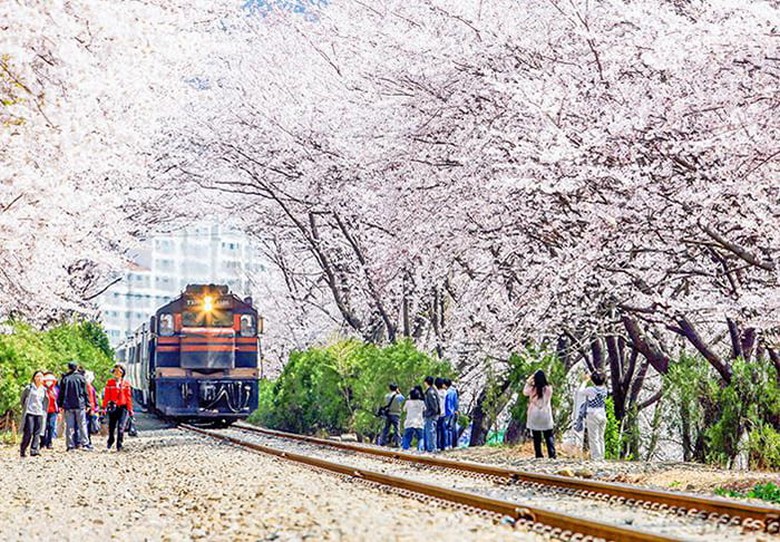 Đường ray tàu ga Gyeonghwa ở Jinhae rợp hoa anh đào